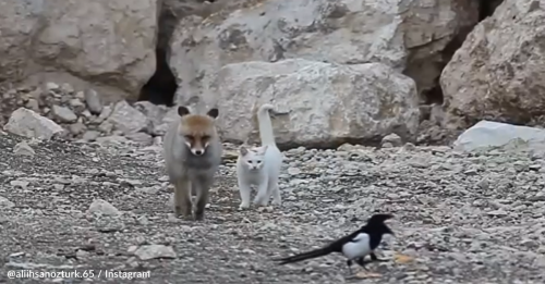 Wild Fox Befriends Cat In Adorable Viral Video