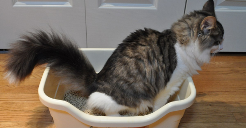 Affordable Litter Box Hack Prevents Cats From Spilling Litter All Over The Floor