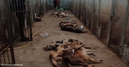 Over 300 Shelter Dogs Starved To Death In Their Cages While Russian Soldiers Occupied City