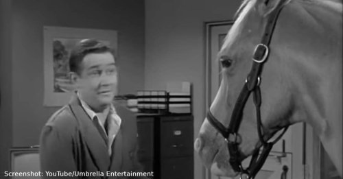 9 Behind The Scenes Secrets About Mister Ed, The Famous Talking Horse