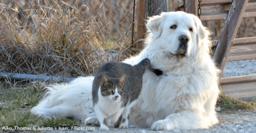 Great Pyrenees Lays On Top Of Cat That Stole Her Bed