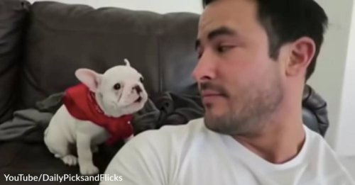 Baby Frenchie Reacts Adorably When Dad Says He Looks Handsome in His New Bandana