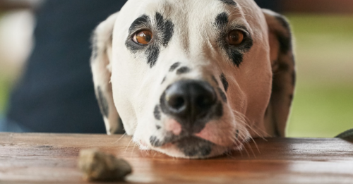13 Foods To Avoid Giving Your Dogs On Thanksgiving