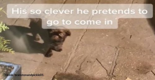 Clever Dog Fakes Peeing Like a Hollywood Actor So He Can Go Back Inside