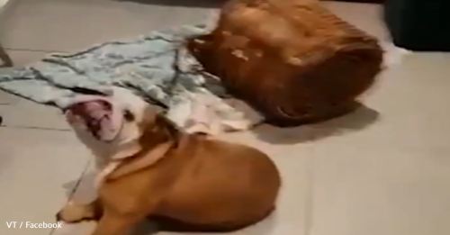 Mischievous Bulldogs Destroy House And Then Play Dead To Avoid Getting In Trouble