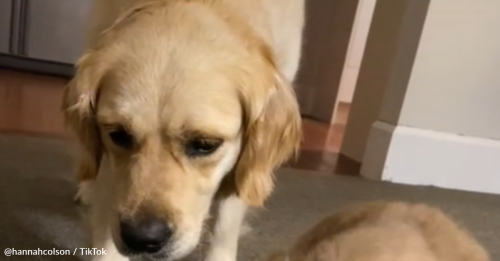 Golden Retriever Introduces Newborn Puppy To The Family Cat