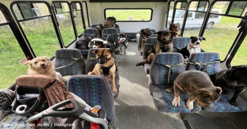 Bus Picks Up Dogs For “School” Every Day In Alaska