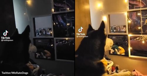 Dog Is Amazed by Sound-Activated Lights and Barks Like He Has Magical Powers