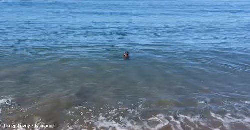 Seal Tries To Play Fetch With A Dog On The Beach