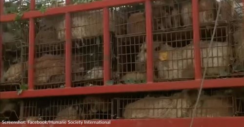 386 Dogs Rescued Just In Time From Truck Heading To China's Yulin Dog Meat Festival