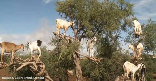 Tree-Climbing Goats are Helping to Save Lives in Morocco at Their Own Peril