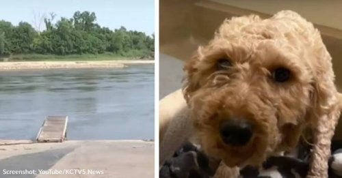 When Man Dumps Caged Dog Into Missouri River, Good Samaritan Jumps In To Save Her