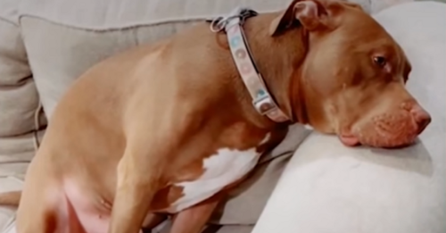 Pit Bull Can’t Contain His Excitement When He Finally Sees His Grandparents