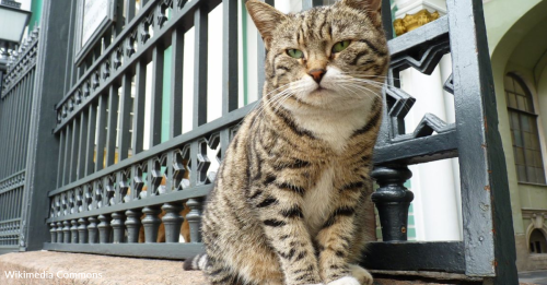 Meet The Cats Of The World Renowned Hermitage Museum In Russia