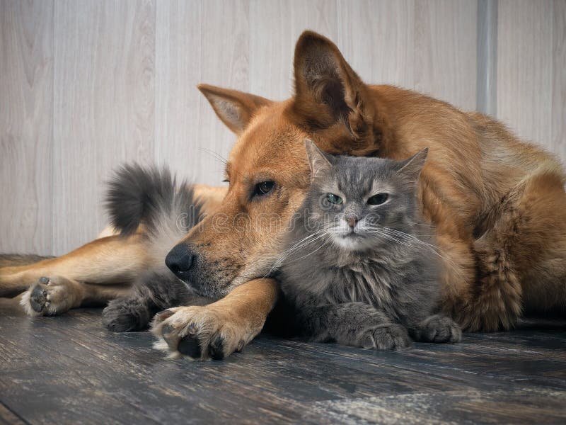 43 of the World's Largest Dog and Cat Breeds You'll Love