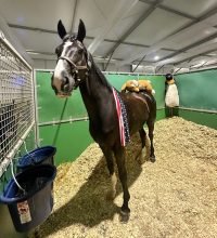 All 17 Horses, Including 3 Americans, at Dressage World Cup Final in Riyadh, Saudi Arabia Pass Veterinary Inspection - Dressage-News