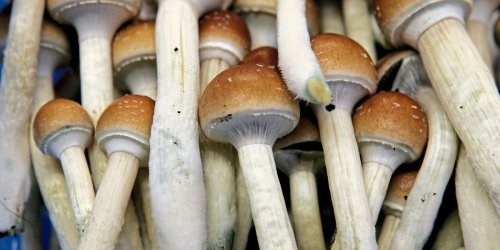 Helfen Magic Mushrooms gegen Alkoholsucht?