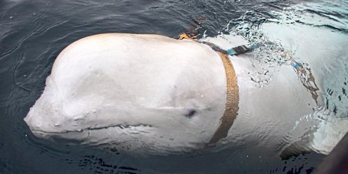 Mutmaßlicher Spionage-Wal "Hvaldimir" verlässt Norwegen