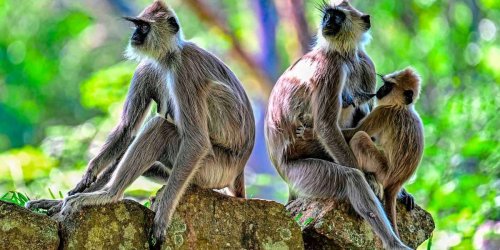 "Volkszählung" in Sri Lanka erfasst gefräßige Affen, Nager und Pfauen
