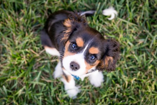 A five-step plan for training your dog at home