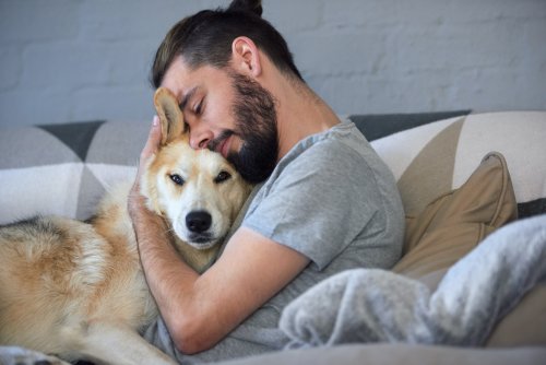 Why Do Dogs Sigh? Not Just Because They're Tired Or Bored | PawTracks