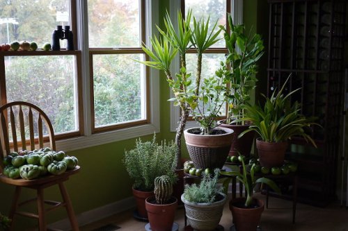 The 8 Best Indoor Plants To Buy in 2022
