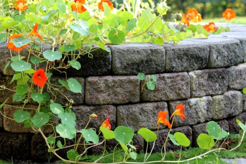 How to build a retaining wall for a gorgeous backyard design
