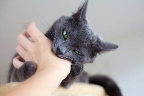 Is your cat biting when you pet them? This is what they’re trying to tell you