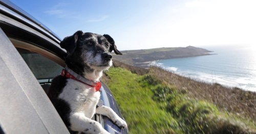 Irish drivers could face €6k fine while travelling with pet