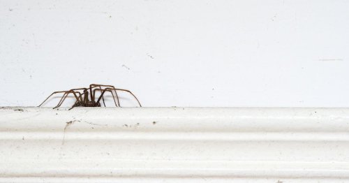 Expert reveals biggest indicator that a large spider infestation in your home is on the way