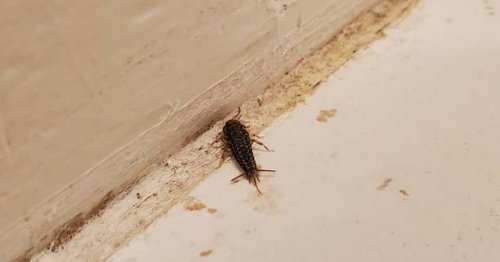 How you can avoid silverfish infestations as pests invade Dublin homes