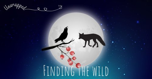 Finding the Wild Christmad event cancelled this weekend