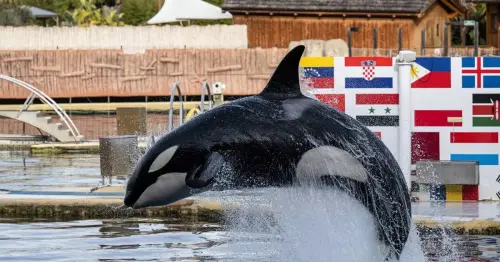 Time running out for orcas left in rotting theme park frozen in time