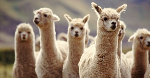You can go on a walk with alpacas 15 minutes from Surrey
