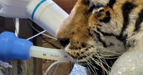 Emergency 'super-sized' root canal surgery performed on beloved tiger at Dublin Zoo