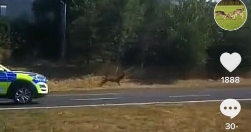 Bizarre TikTok video shows gardai 'chasing' deer on busy M50 motorway