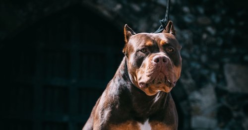 Hundreds of XL Bullies and American Bulldogs are seized by police in West Midlands and Warwickshire