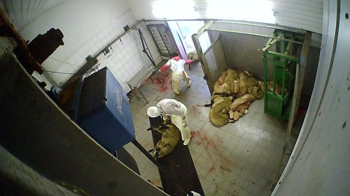 Horror-Video aus Hürther Schlachthof - Skandal weitet sich aus