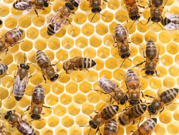 Buzzing with ideas: Amsterdam may start licencing bee hives - DutchNews.nl