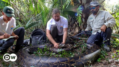 Riesen-Python zeigt Floridas Schlangen-Problem