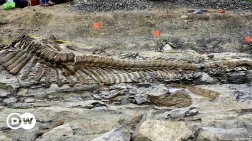 'Talkative' dinosaur species found in Mexico
