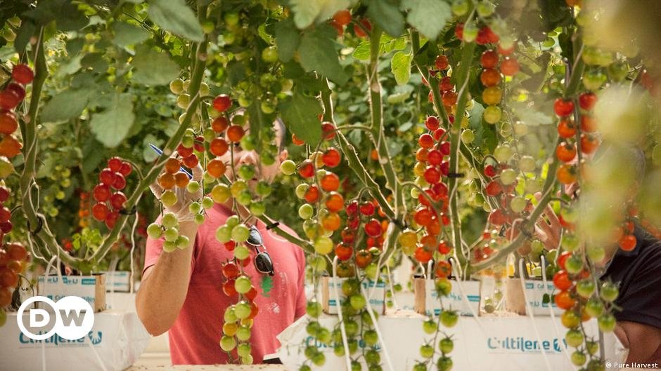 Farming in the desert: Are vertical farms the solution to saving water?