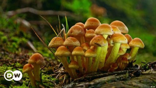 Can mushrooms replace plastic?