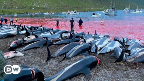 Faroe Islands: Activists slam killing of hundreds of dolphins
