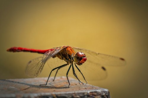 Cómo Fotografiar Insectos: Descubre Todos Sus Secretos
