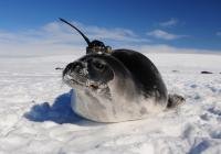 Mysterious holes in Antarctic sea ice explained by years of robotic data