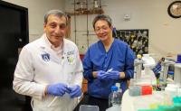 CBD helps reduce lung damage from COVID by increasing levels of protective peptide