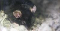 Brain calcium controls how long we sleep
