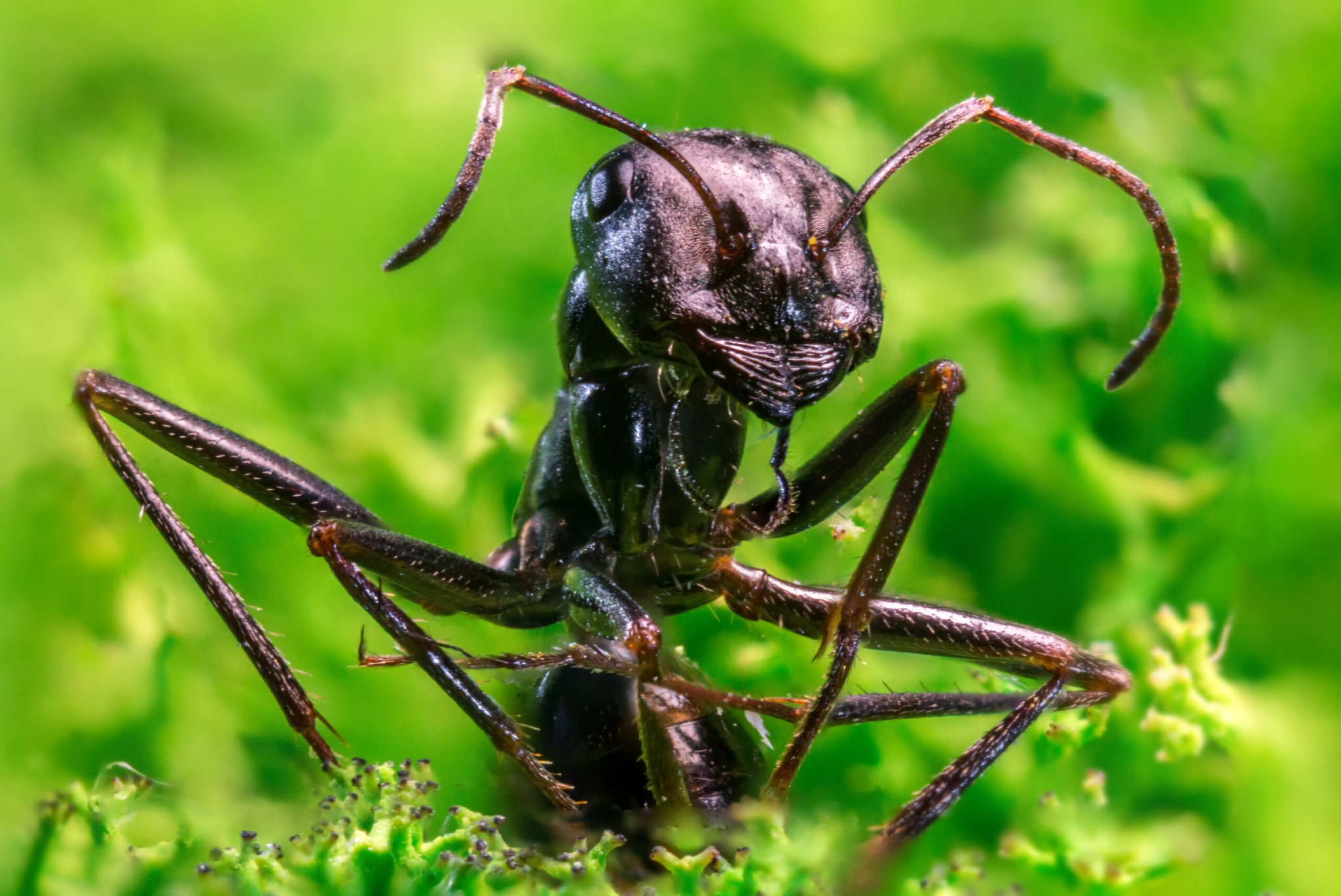Ants can effectively adapt to urban environments