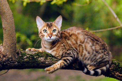 Bengal cats' wild appearance is surprisingly tied to domestic cats